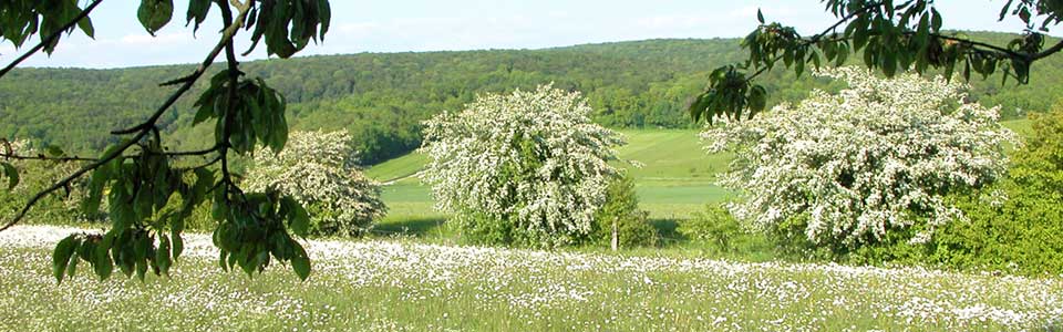 Schlehenblüte und eine Wiese voller blühender Margeriten im Bratental. Bratental,schlehenblüte,