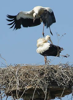 Storchennest bei Ebergötzen Storchennest