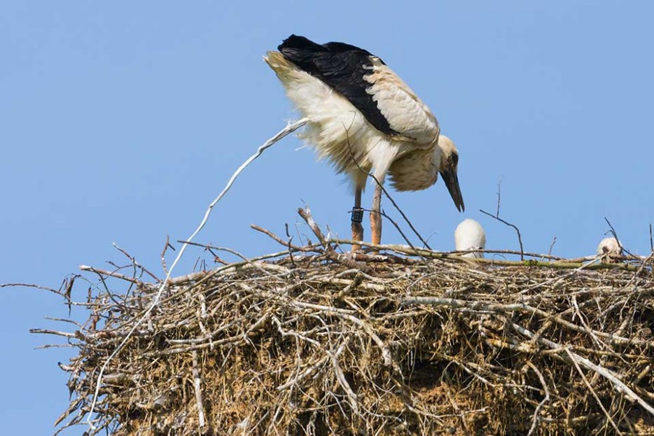 Storchennest