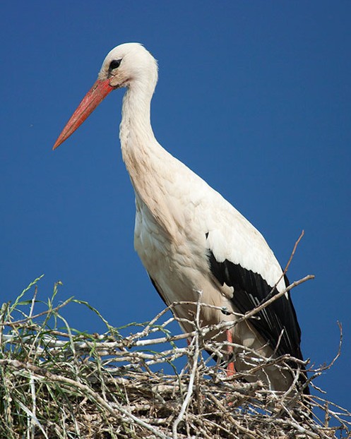 Weissstorch