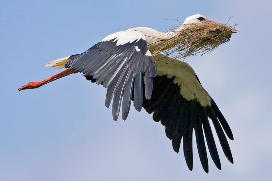 Weissstorch